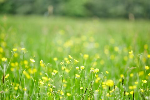 Blumenwiese